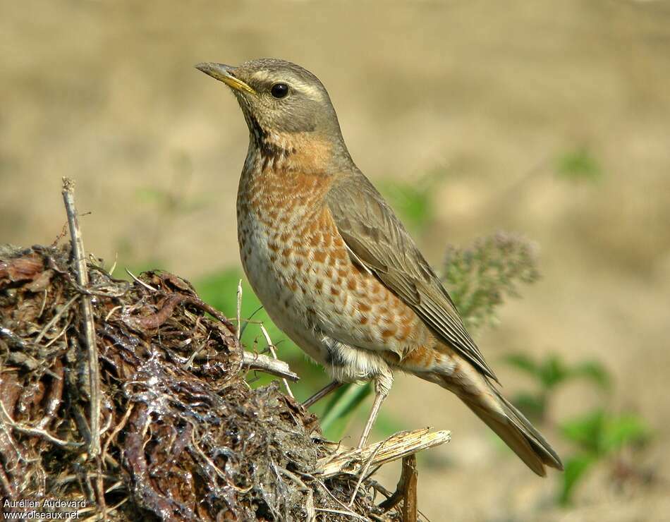 Grive de Naumannadulte, identification