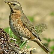 Naumann's Thrush