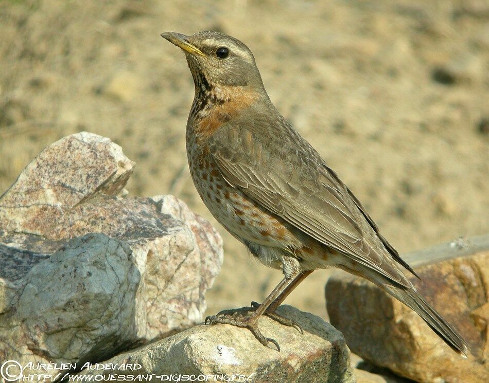 Naumann's Thrush