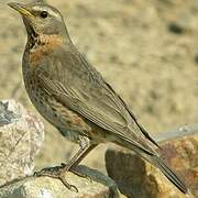 Naumann's Thrush