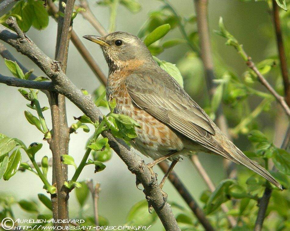 Naumann's Thrushadult breeding