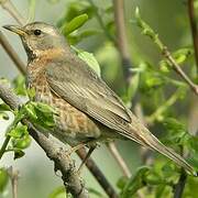 Naumann's Thrush