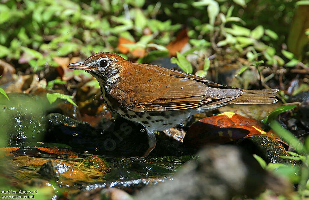 Grive des boisadulte, habitat, pêche/chasse