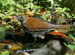 Wood Thrush