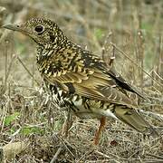 White's Thrush