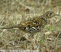 White's Thrush