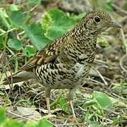 White's Thrush