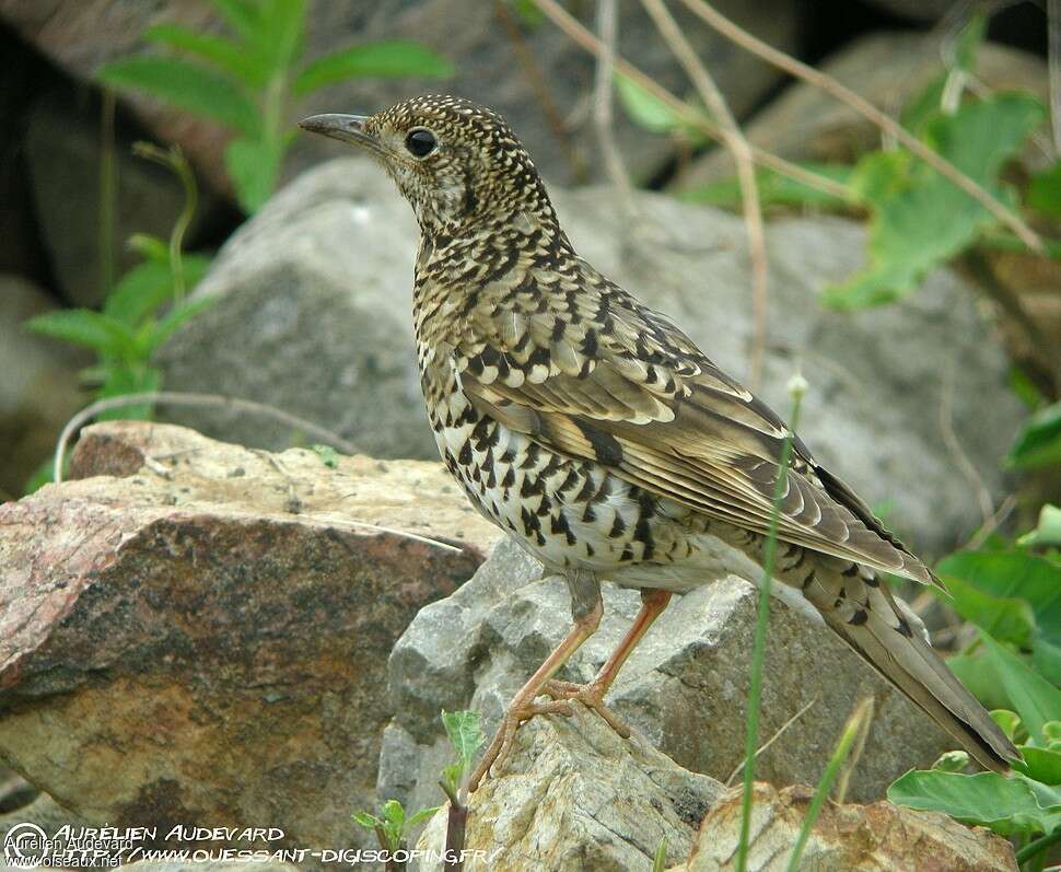 White's Thrushadult breeding, identification