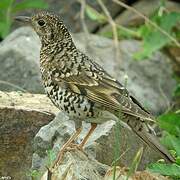 White's Thrush