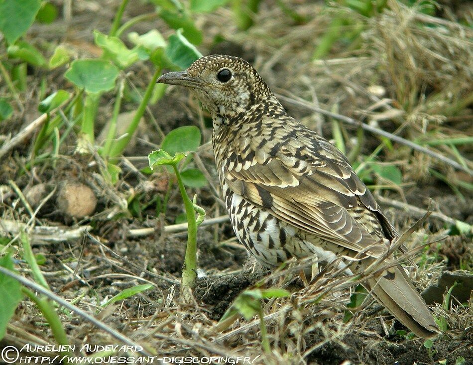 White's Thrush, identification