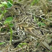 White's Thrush