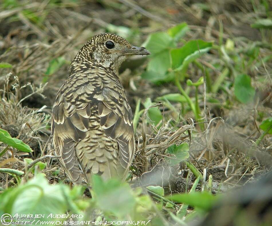 White's Thrushadult breeding, habitat, camouflage, pigmentation, fishing/hunting