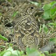 White's Thrush