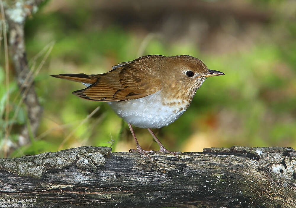 Grive fauve, identification