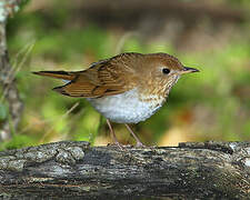 Veery