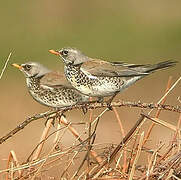 Fieldfare