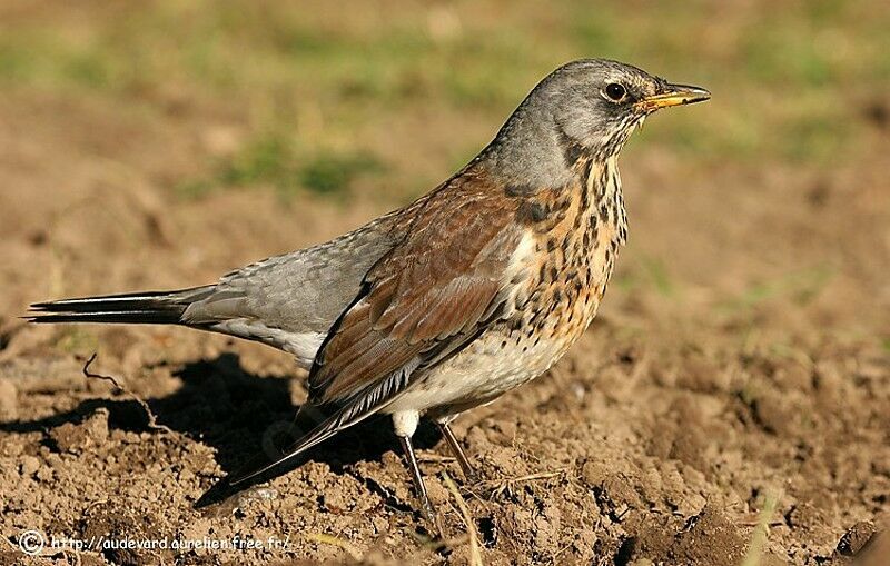 Fieldfare