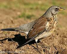 Fieldfare