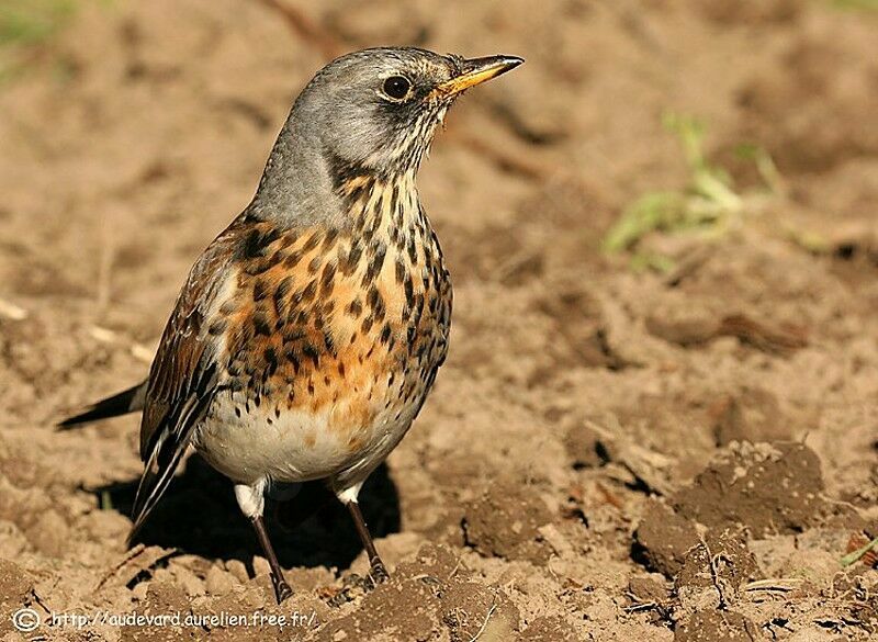 Fieldfare