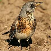 Fieldfare