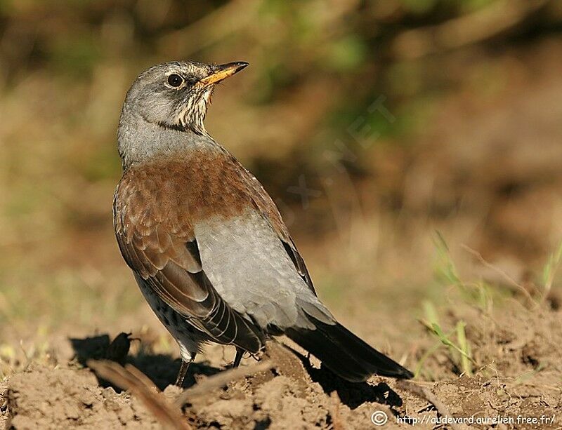 Fieldfare