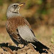 Fieldfare