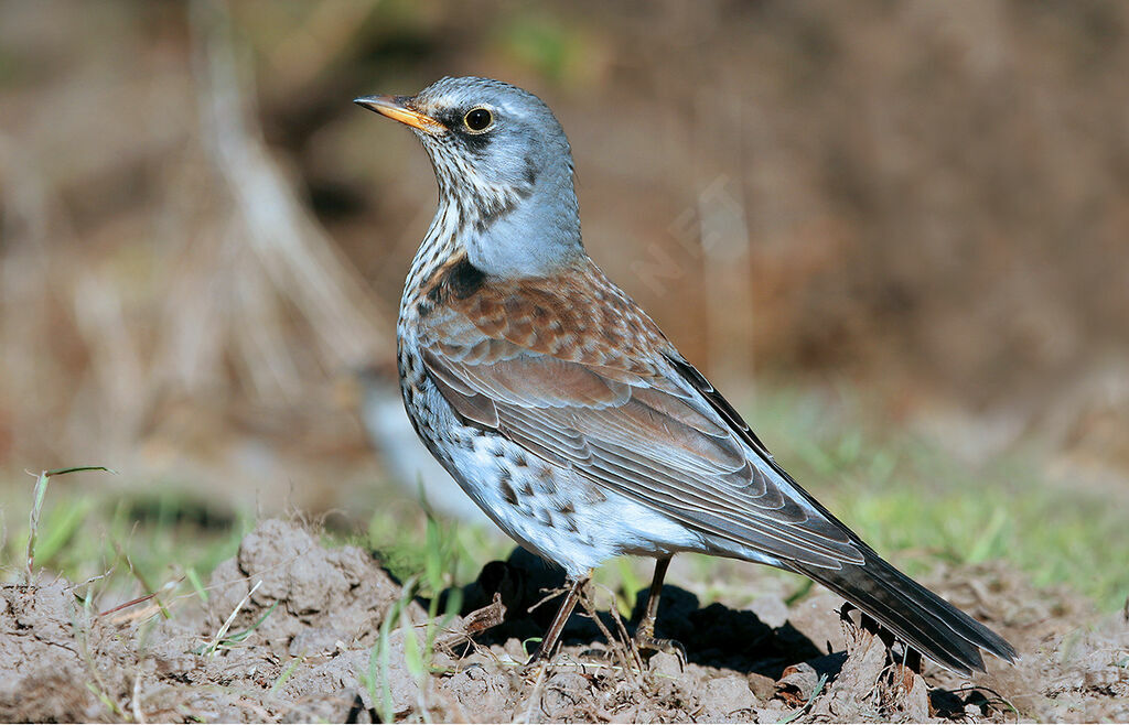 Fieldfare, identification