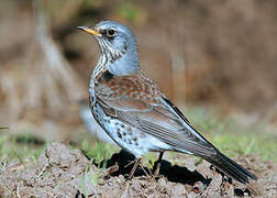 Fieldfare