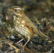 Redwing