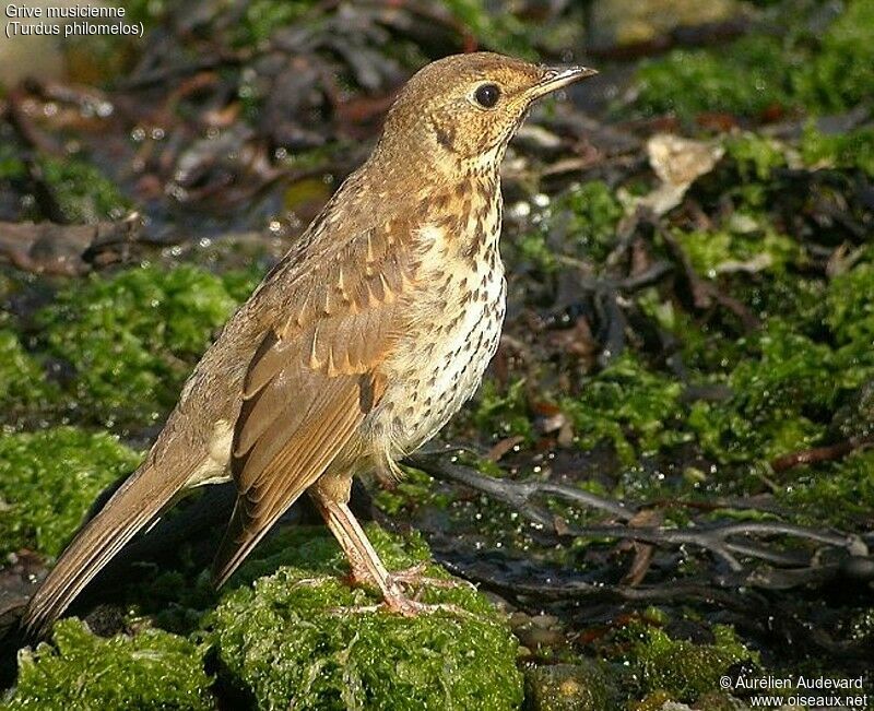 Song Thrush