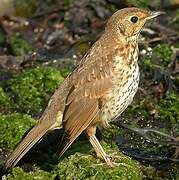 Song Thrush