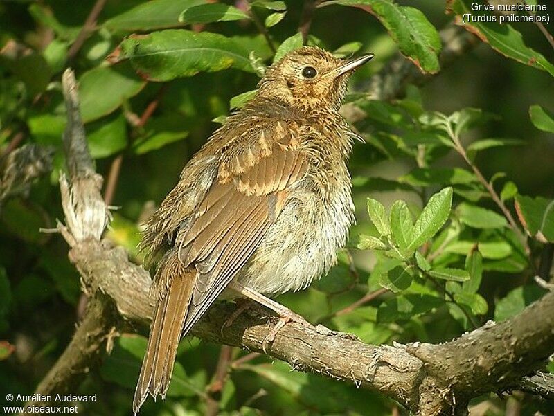 Song Thrush