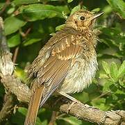 Song Thrush