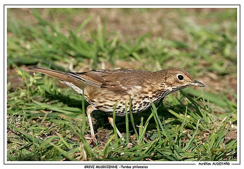 Song Thrush