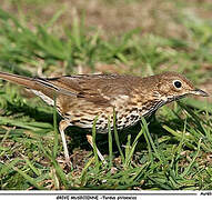 Song Thrush