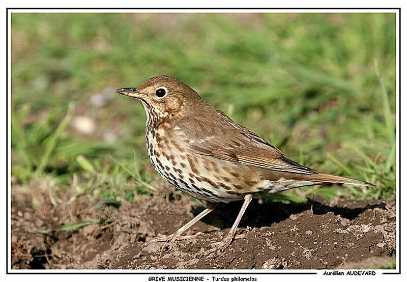 Song Thrush