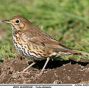 Song Thrush