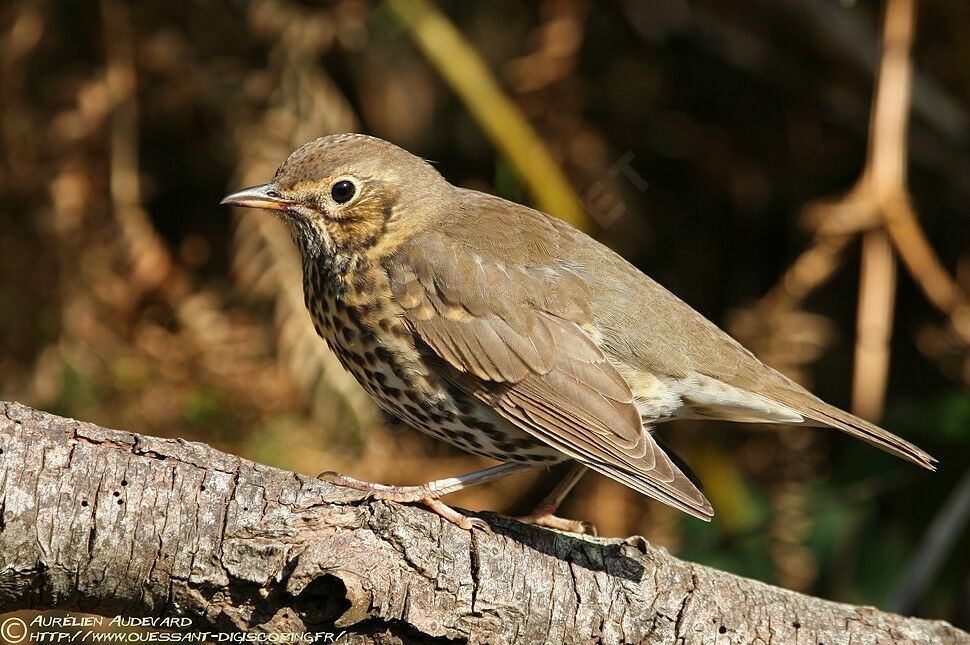 Song Thrush