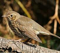 Song Thrush