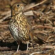 Song Thrush