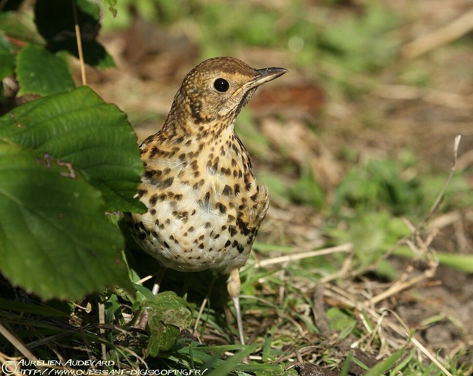 Song Thrush