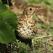 Song Thrush