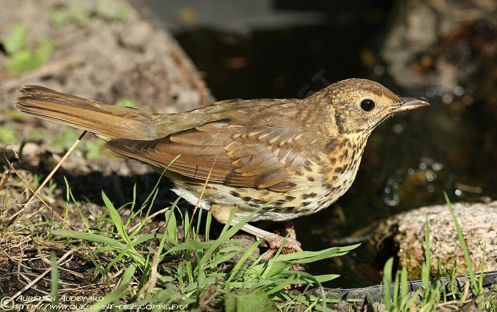 Song Thrush