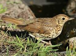 Song Thrush