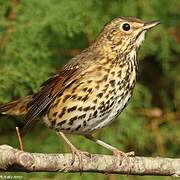 Song Thrush