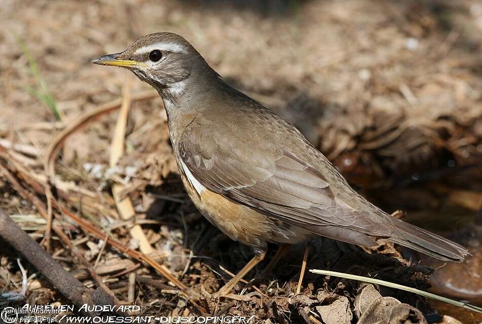 Grive obscureadulte nuptial, identification