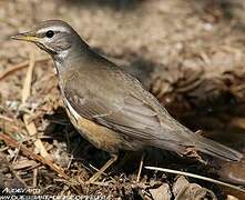 Eyebrowed Thrush