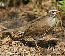 Eyebrowed Thrush