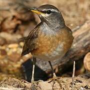 Eyebrowed Thrush