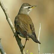 Eyebrowed Thrush